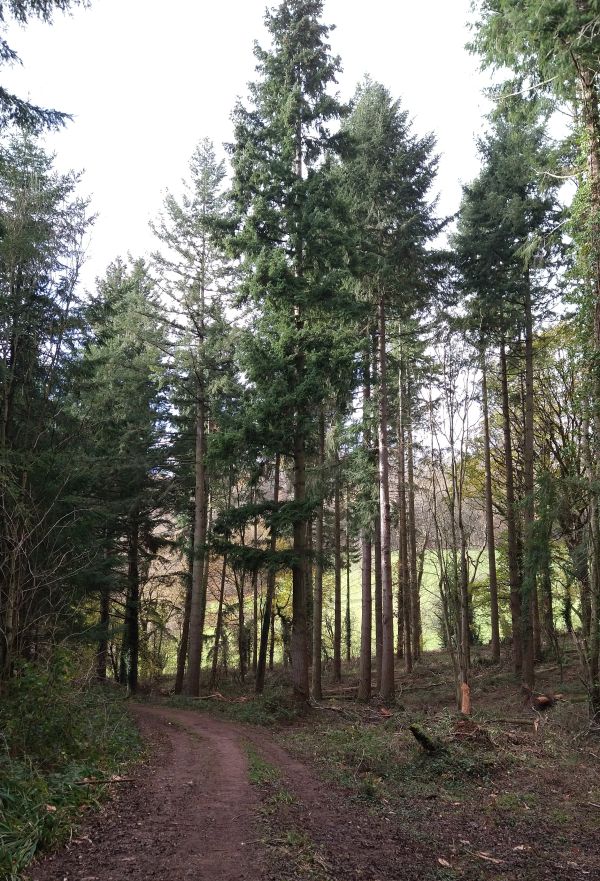 field seen through trees